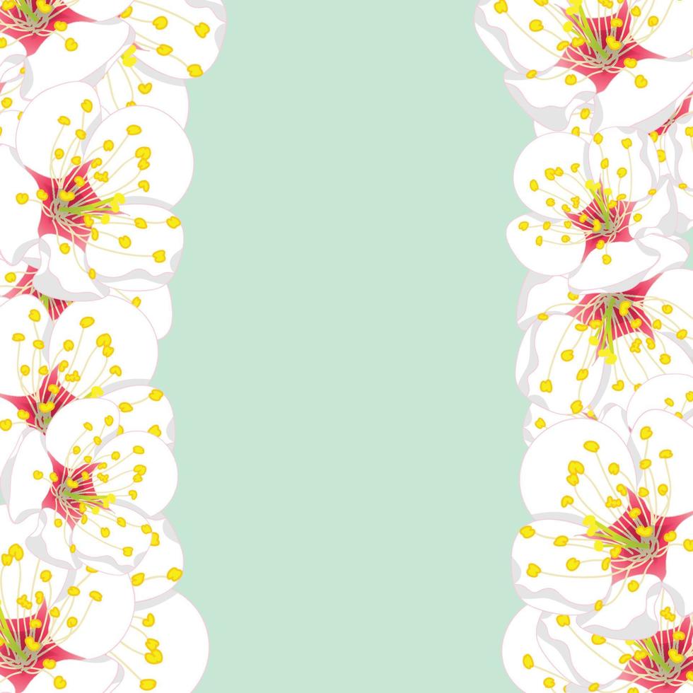 White Plum Blossom Flower Border on Green Mint vector