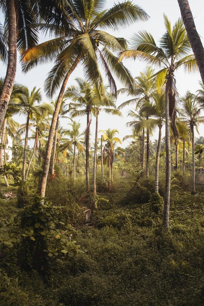 paisaje selvático con palmeras tropicales. copiar, espacio vacío para texto foto
