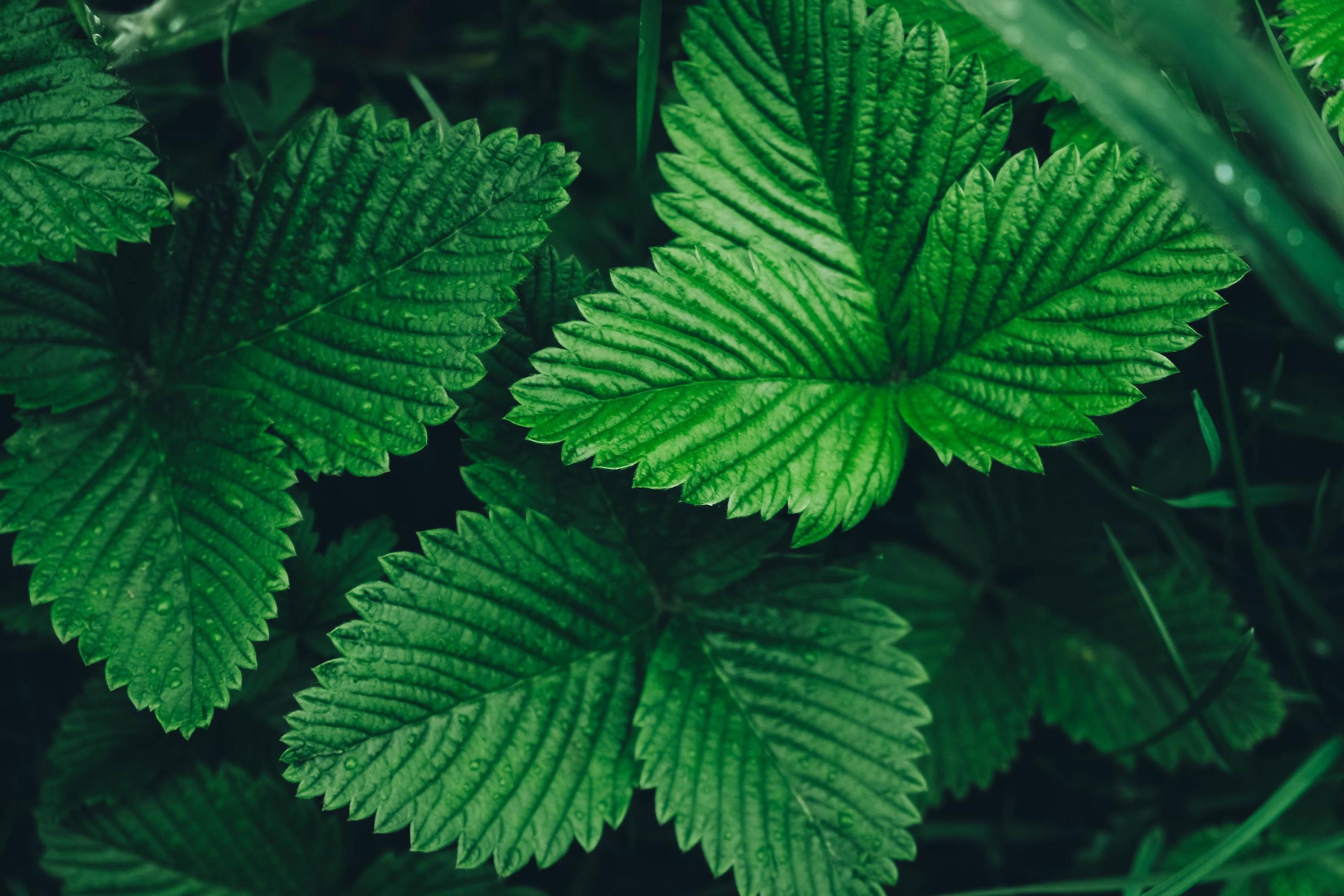 Green strawberry leaves as background. Beautiful texture of wet leaves