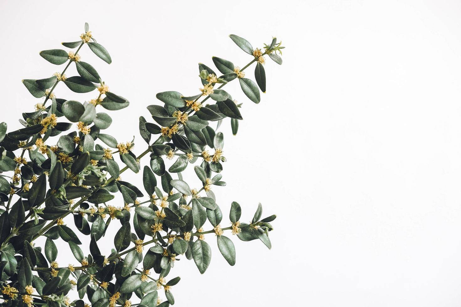 Bunch of green twigs buxus on a white background photo