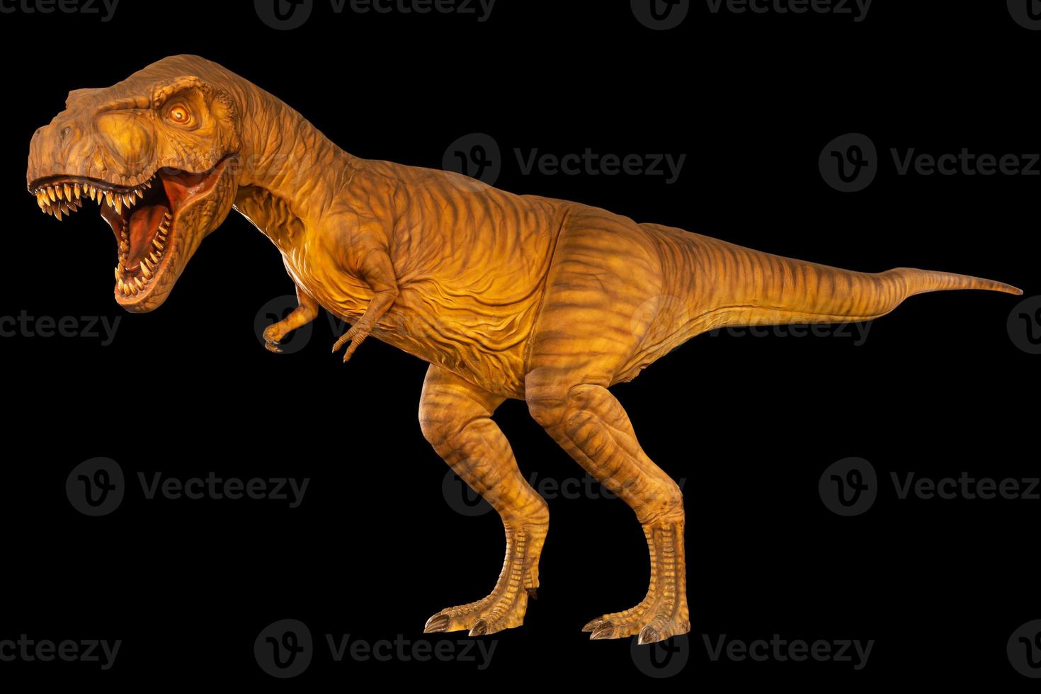 Tyrannosaurus rex  T-rex  is walking and open mouth . Side view . Black isolated background . Dinosaur in jurassic peroid . Embedded clipping paths . photo