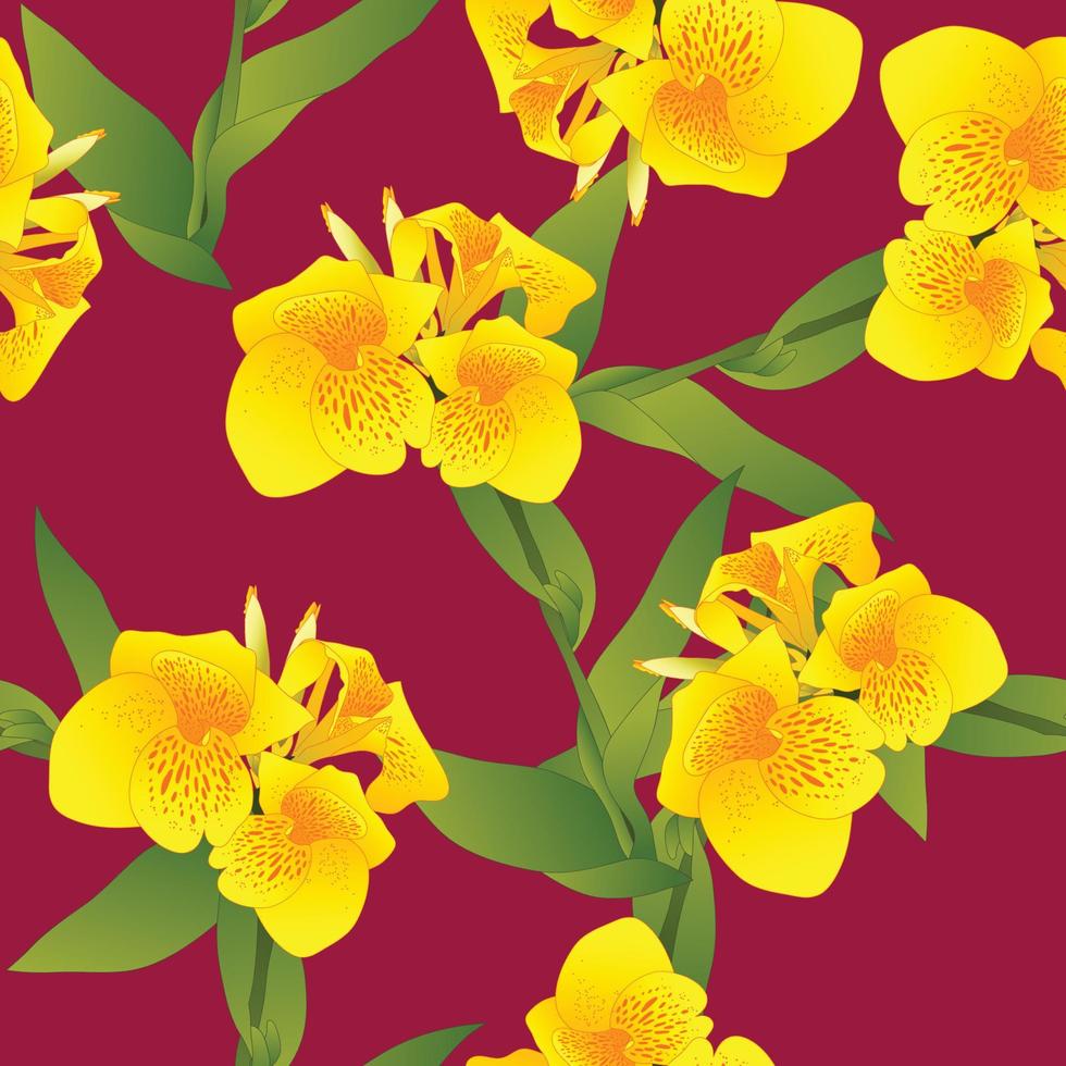 Yellow Canna indica - Canna lily, Indian Shot on Margenta Background. Vector Illustration
