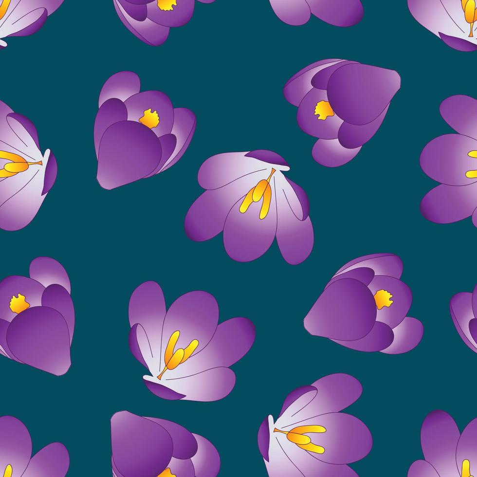 Purple Crocus Flower on Blue Indigo Background vector