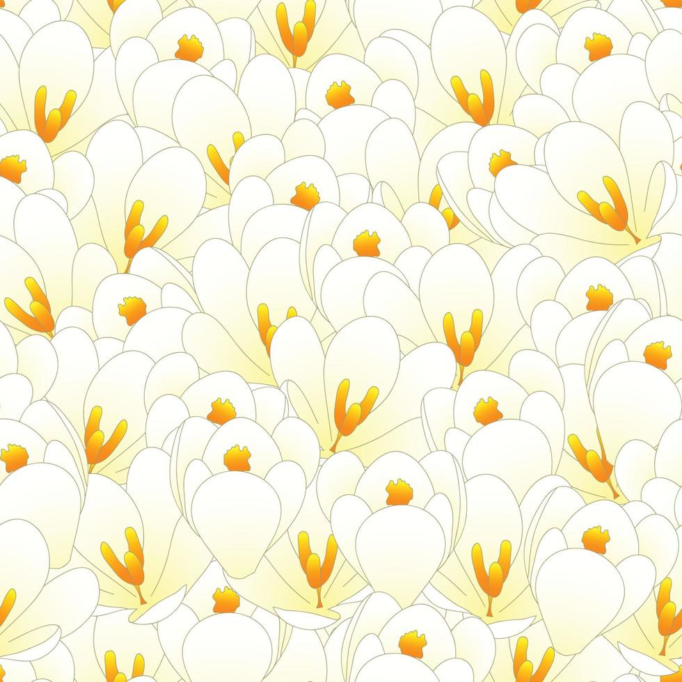 fondo transparente de flor de azafrán blanco vector