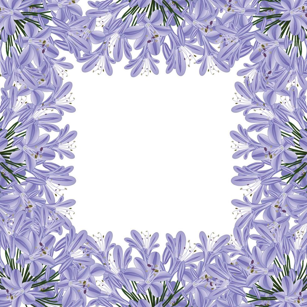 Blue Purple Agapanthus Border - Lily of the Nile, African Lily2 vector
