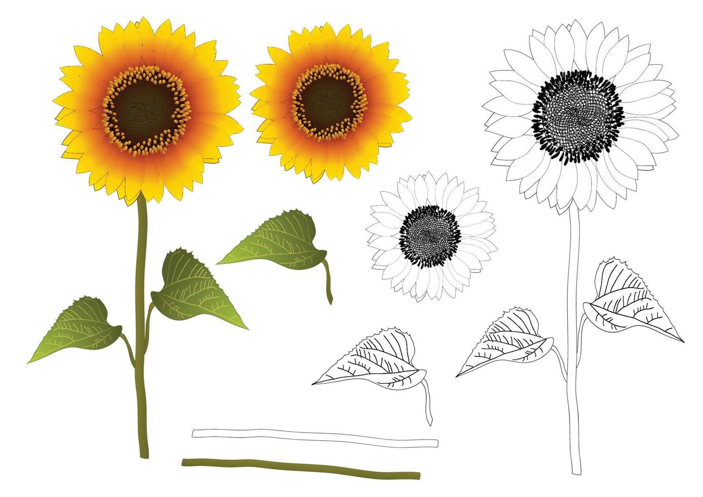 vector de contorno de girasol