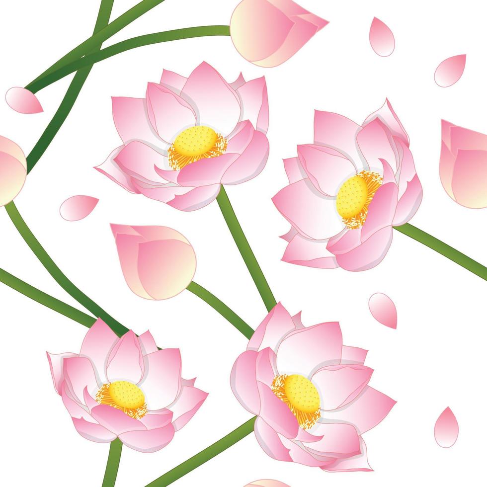 Pink Indian Lotus on White Background vector