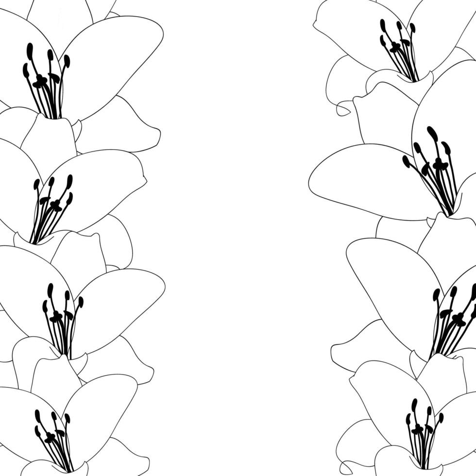 Lily Flower Outline Border isolated on White Background vector