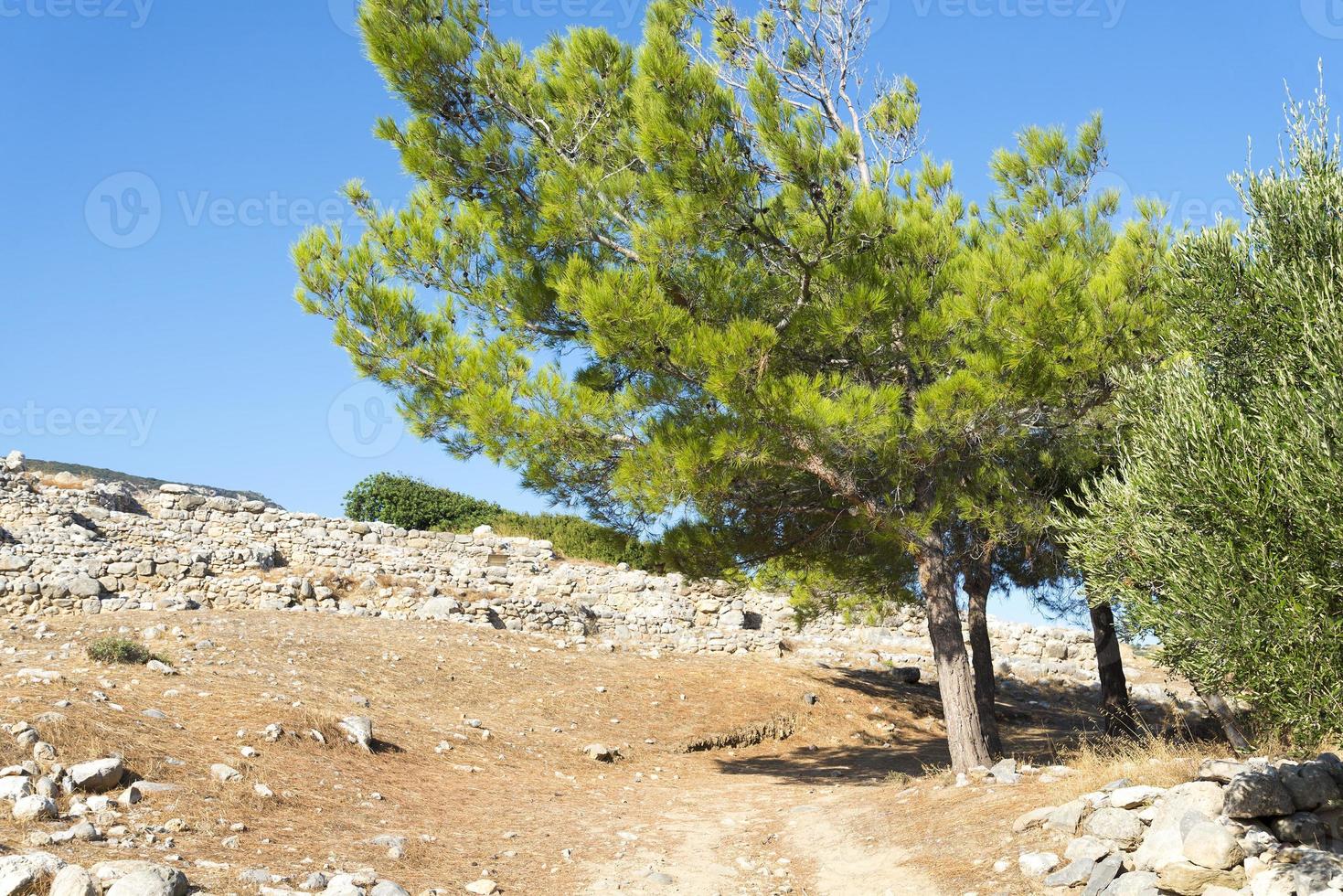 Tree with thorny branches closeup. photo