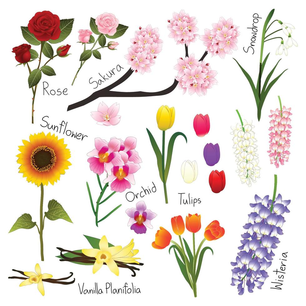conjunto de flores 5. colección de vectores de flora.