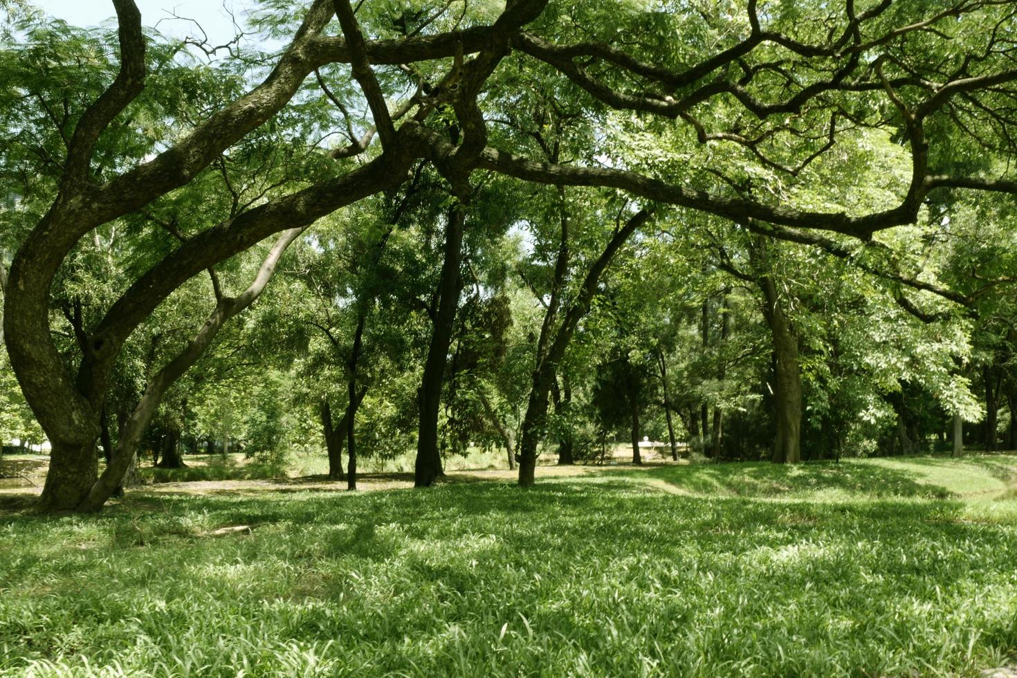 beautiful green grass at park photo