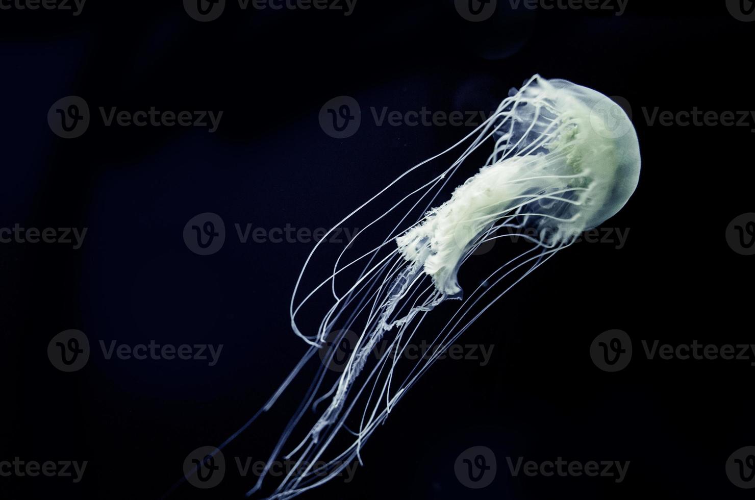 medusas bajo el agua foto