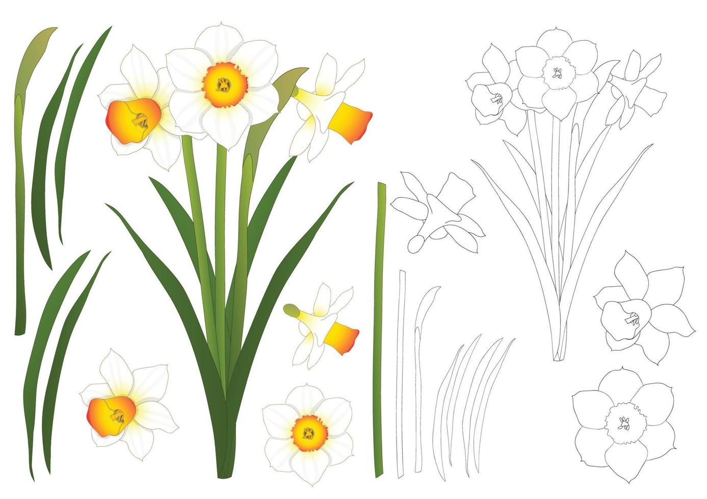 Daffodill - Narcissus. Vector Illustration. isolated on White Background