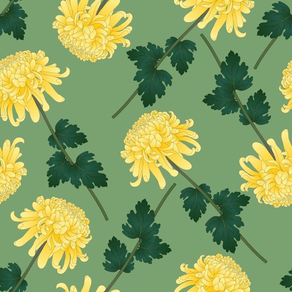 Yellow Chrysanthemum Flower on Green Olive Background vector