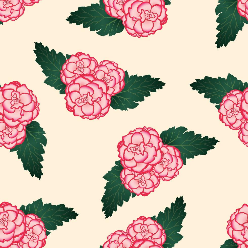 Pink Begonia Flower, Picotee First Love on Beige Ivory Background vector