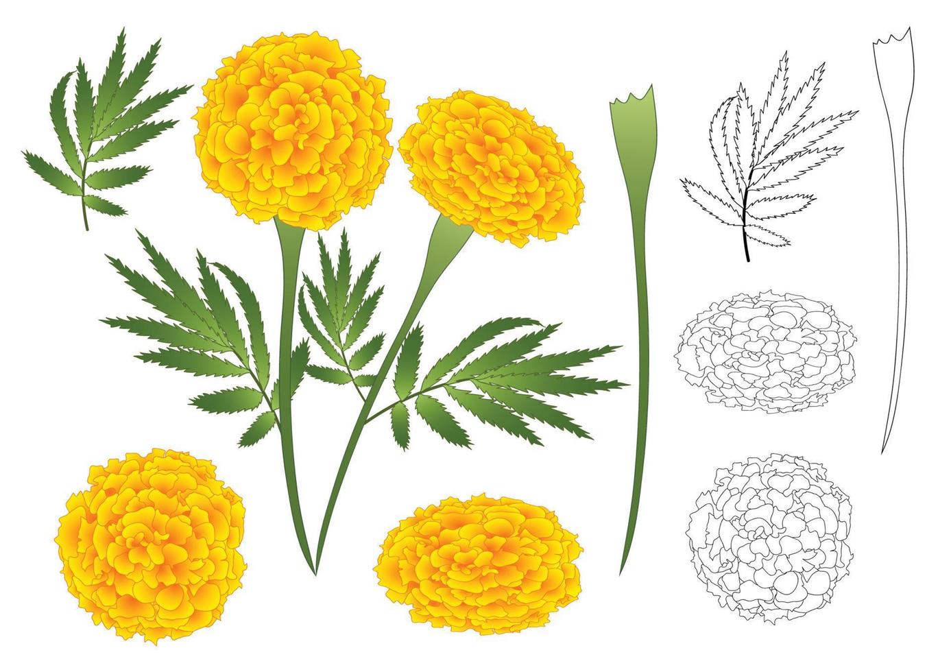 Marigold Flower Outline vector