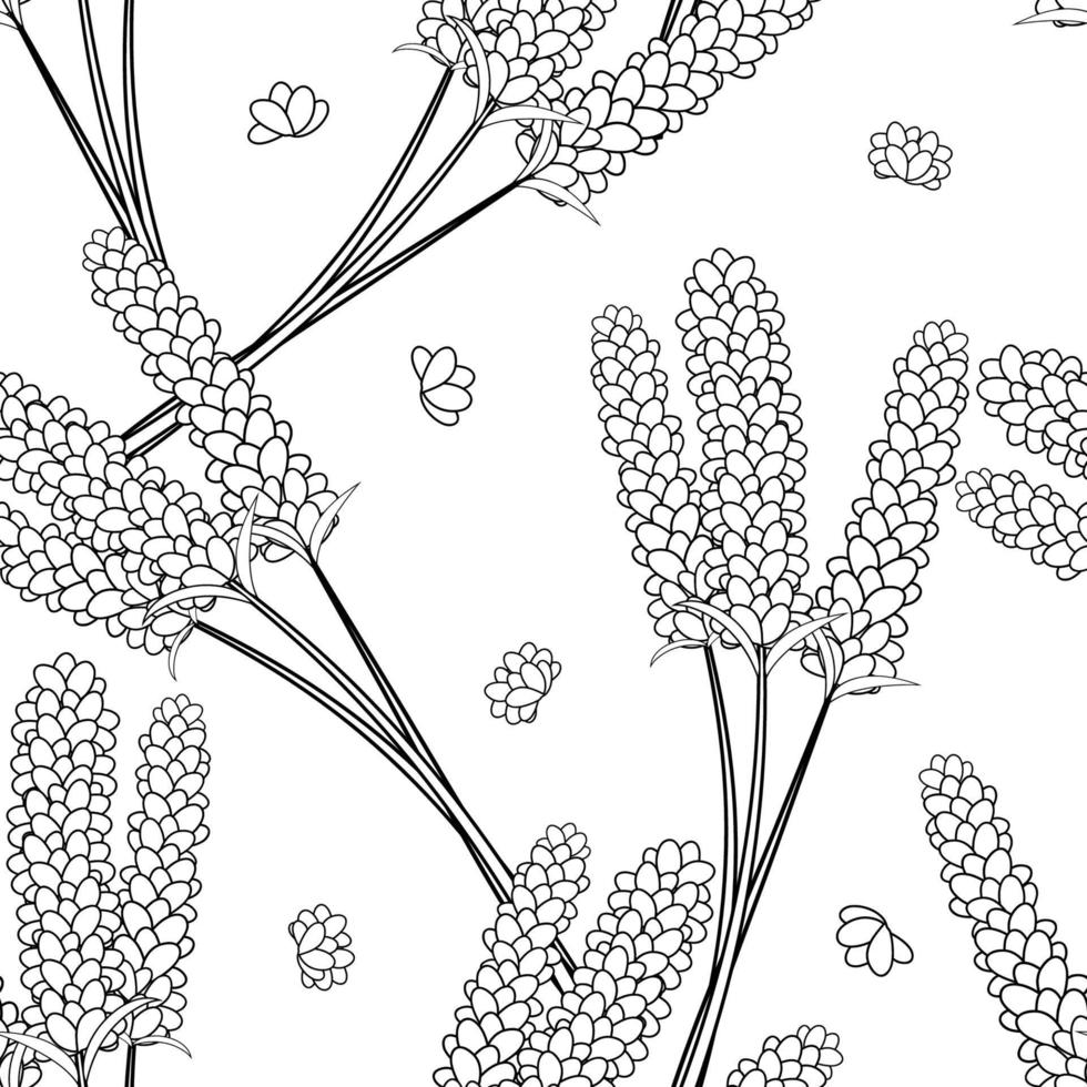 Lavender Flower Outline Seamless on White Background. vector