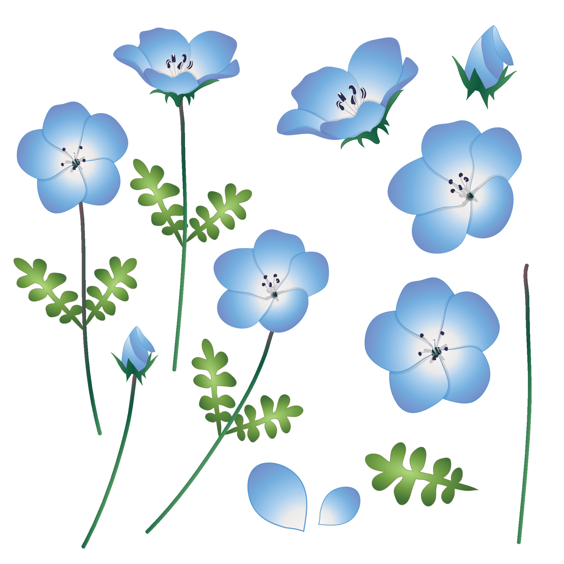 Nemophila Baby Blue Eyes Flower. Vector Illustration. isolated on White