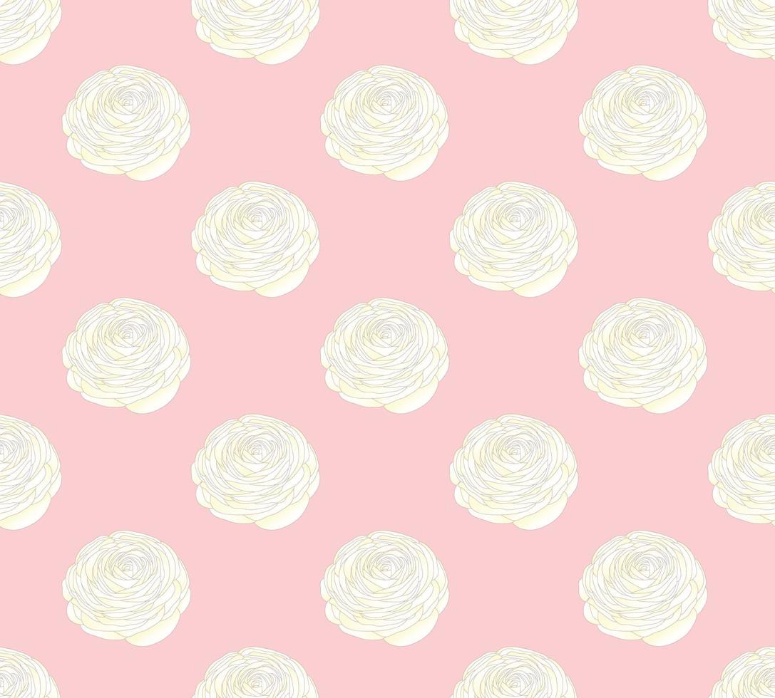 White Ranunculus on Pink Pastel Background vector