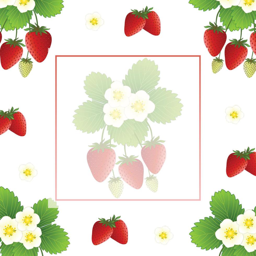banner de fresa y flor roja sobre fondo blanco vector