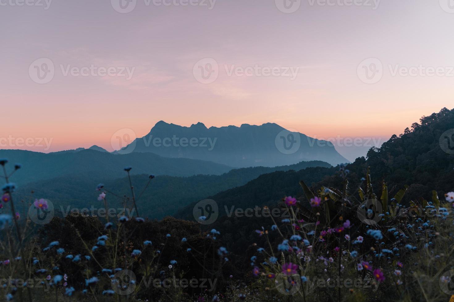 yellow flowers on the mountain in the morning photo