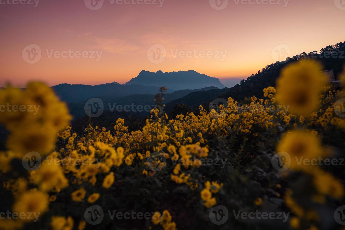 yellow flowers on the mountain in the morning photo