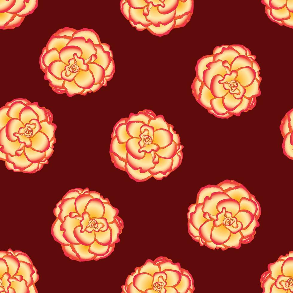 Begonia Flower, Picotee Sunburst on Red Background. vector