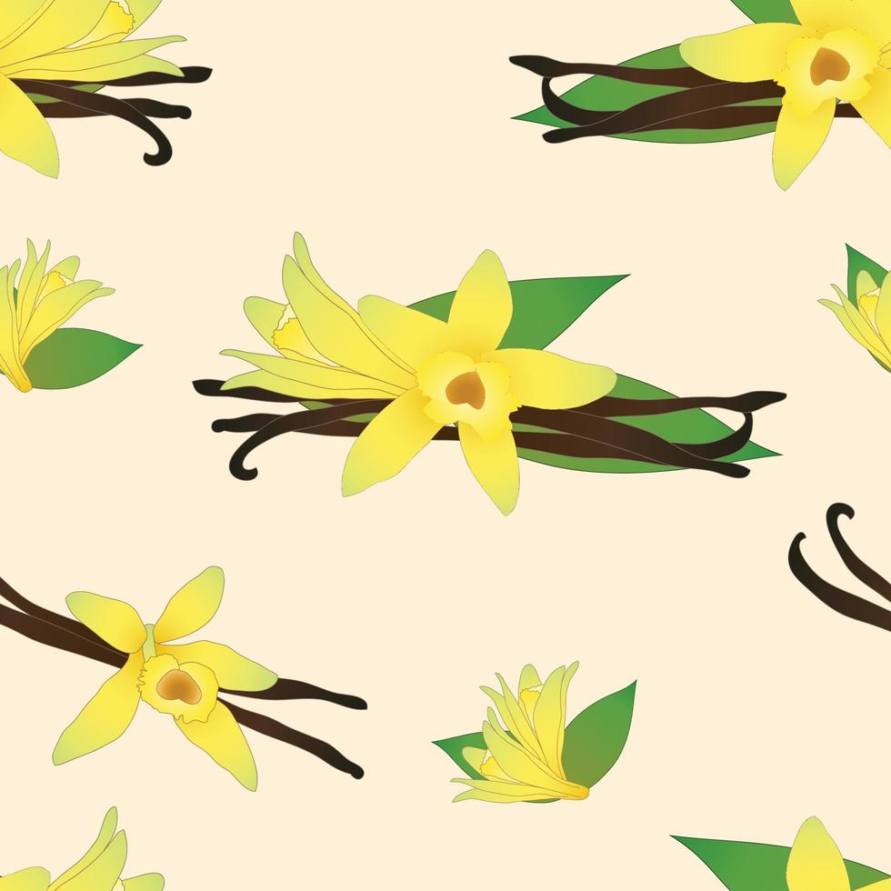 flor de vainilla planifolia sobre fondo beige marfil. ilustración vectorial vector