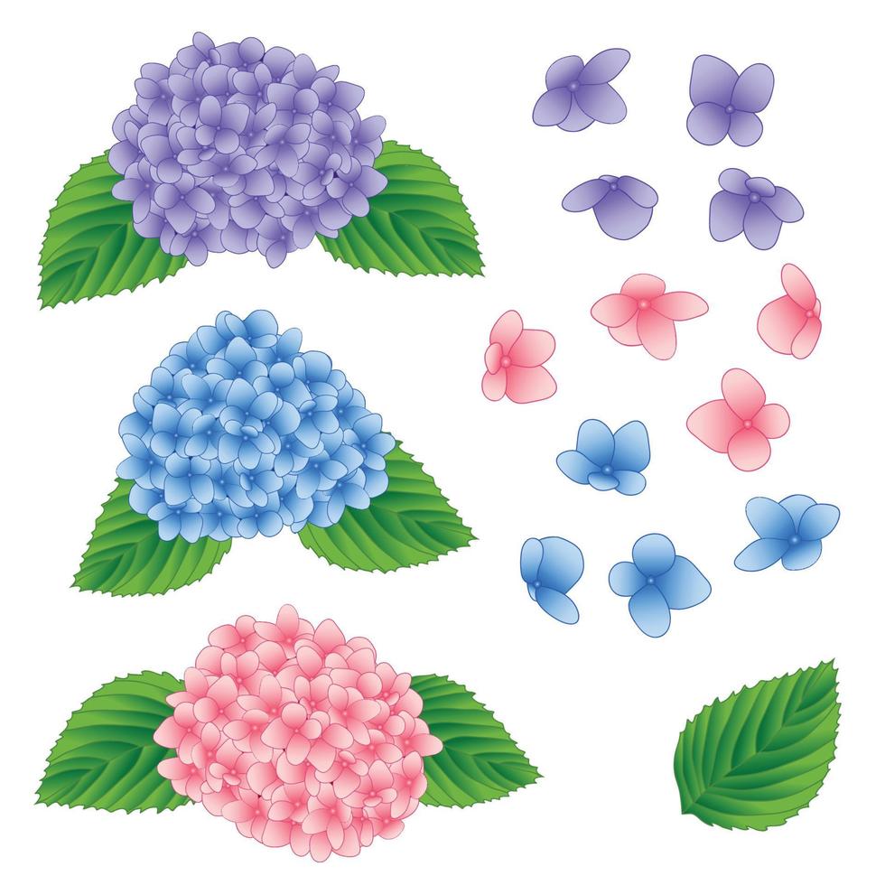 Blue Pink And Purple Hydrangea Flower Isolated On White Background Vector Illustration Vector Art At Vecteezy