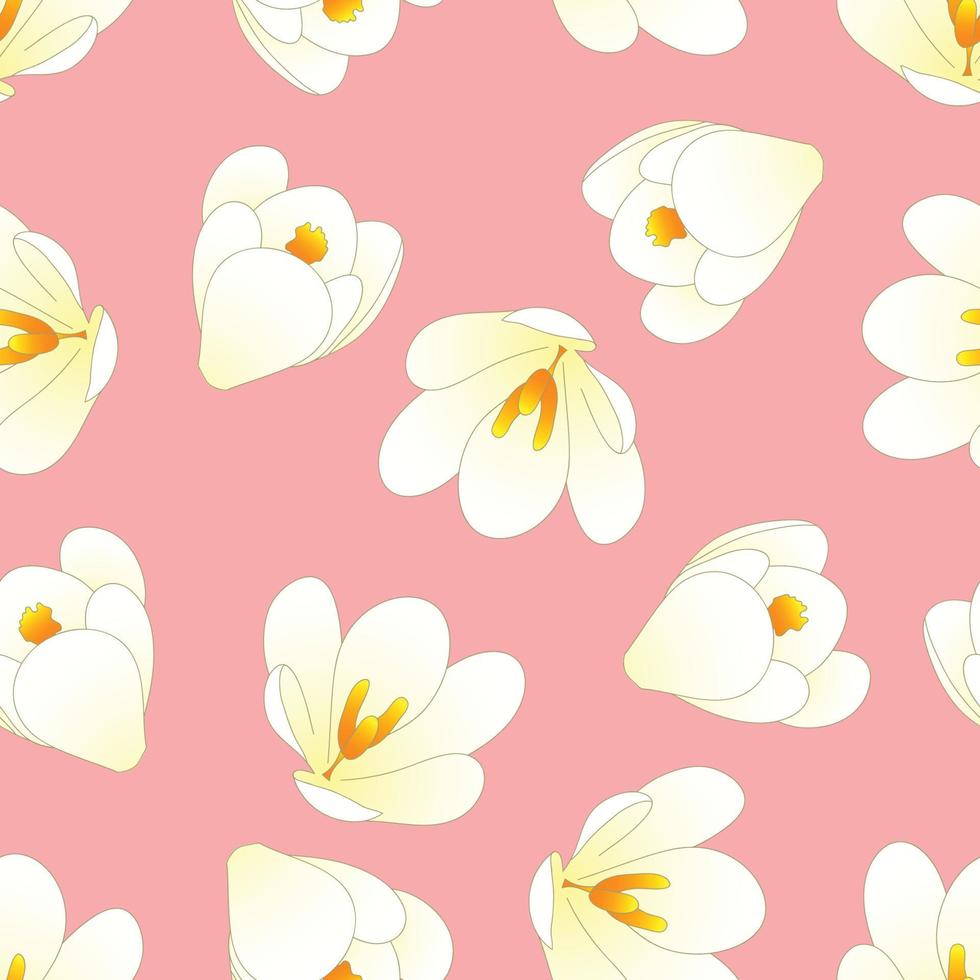 White Crocus Flower on Light Pink Background. vector