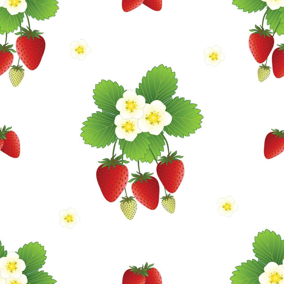 Red Strawberry and Flower on White Background. vector