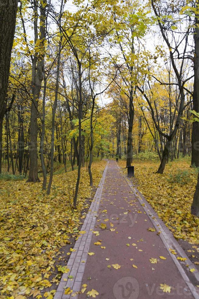 Sunrise in autumn forest. Walking path in the Park autumn day photo