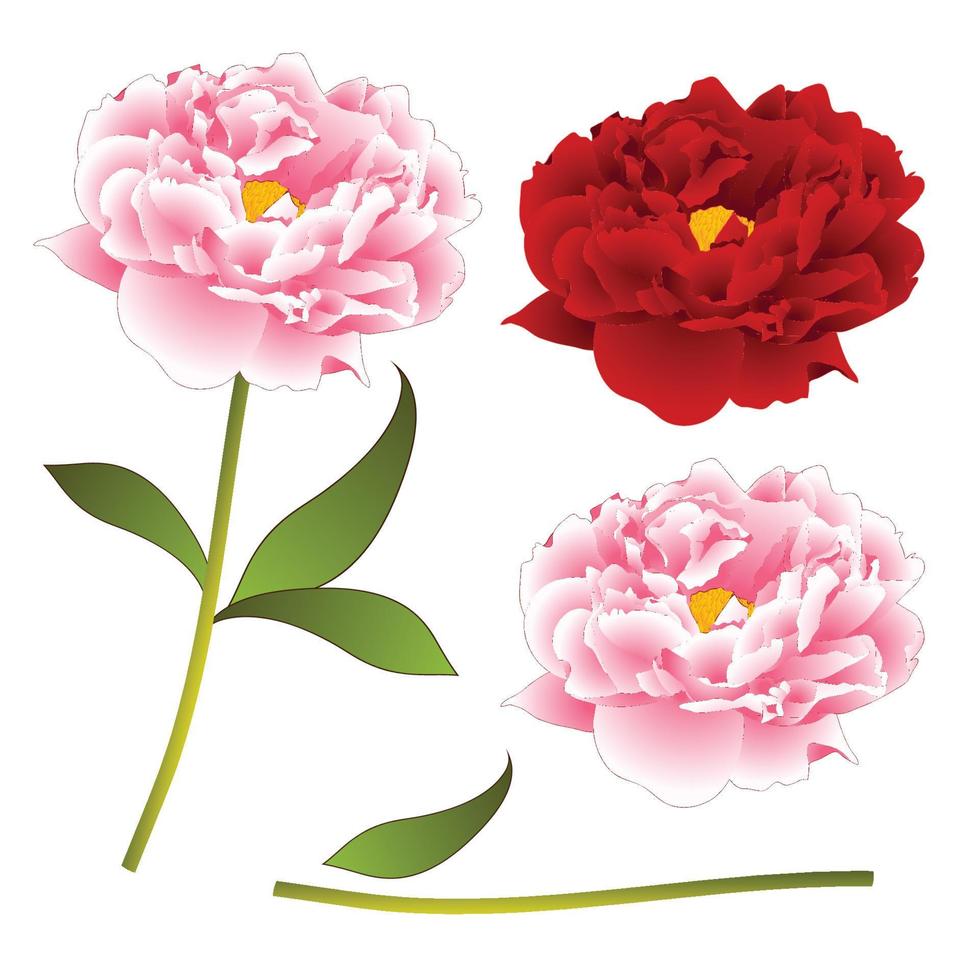 flor de peonía rosa y roja. aislado sobre fondo blanco. ilustración vectorial vector