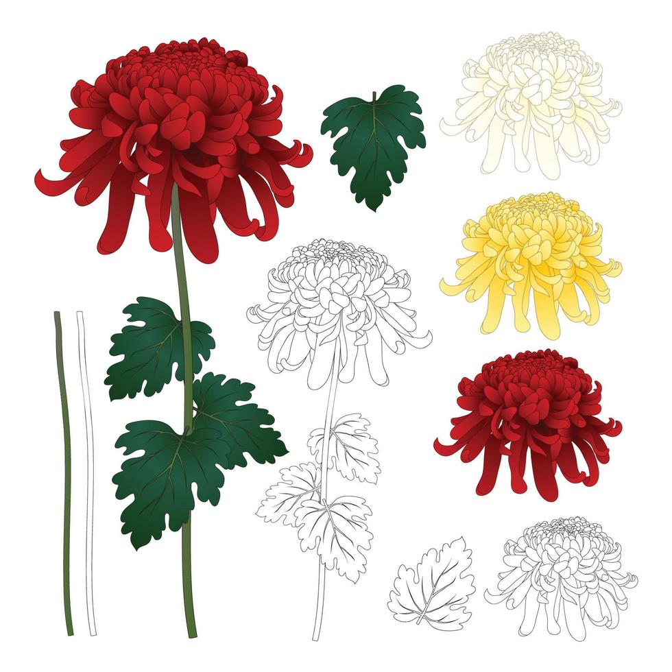 Red, White, Yellow Chrysanthemum with Outline vector