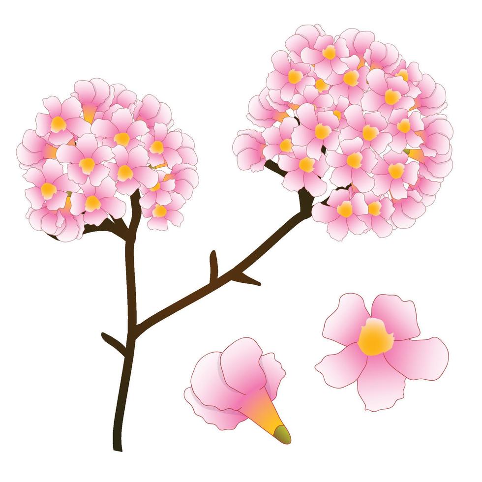 Pink Trumpet Flower Tree. isolated on White Background. Vector Illustration