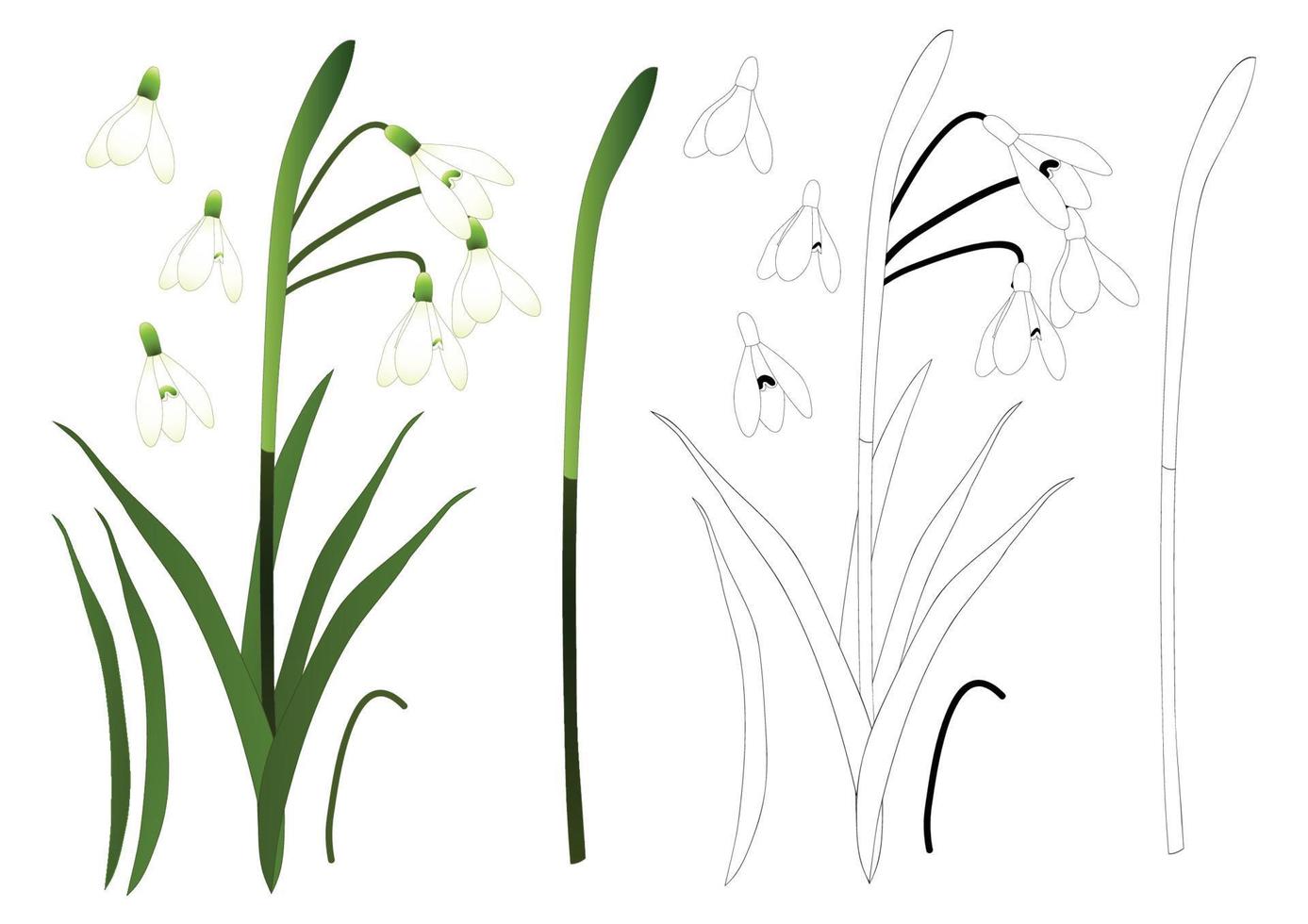 White Snowdrop Flower Outline vector