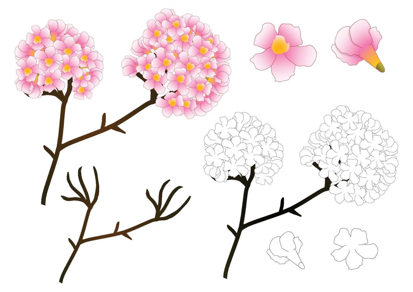 Pink Trumpet Flower Outline vector