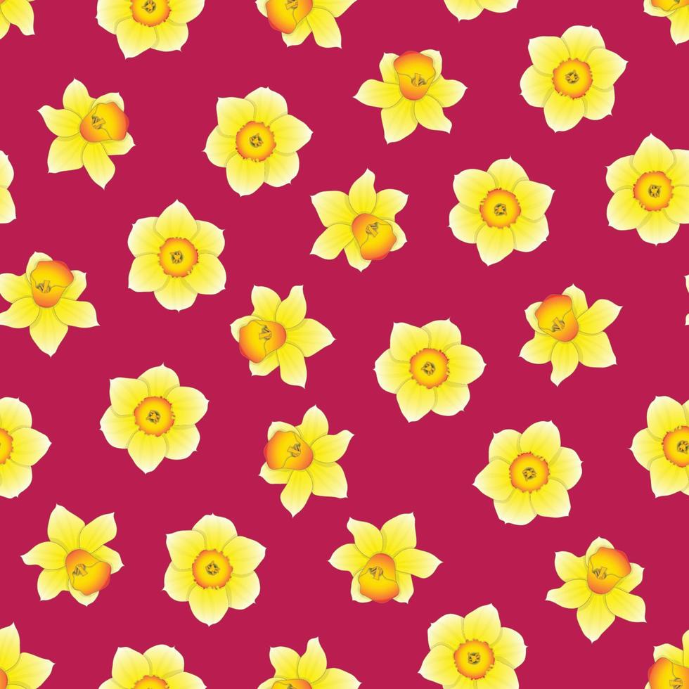 Narciso amarillo - flor de narciso sobre fondo rosa vector