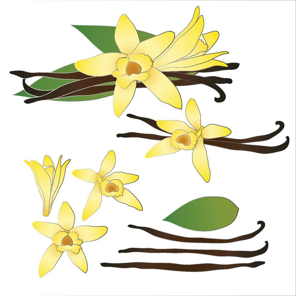 flor de vainilla planifolia y vainas de vainilla o frijoles. Sabor de helado. ilustración vectorial aislado sobre fondo blanco vector