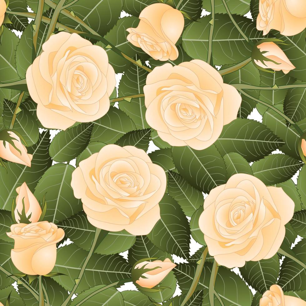 Orange Rose and Green Leaves on White Background. vector