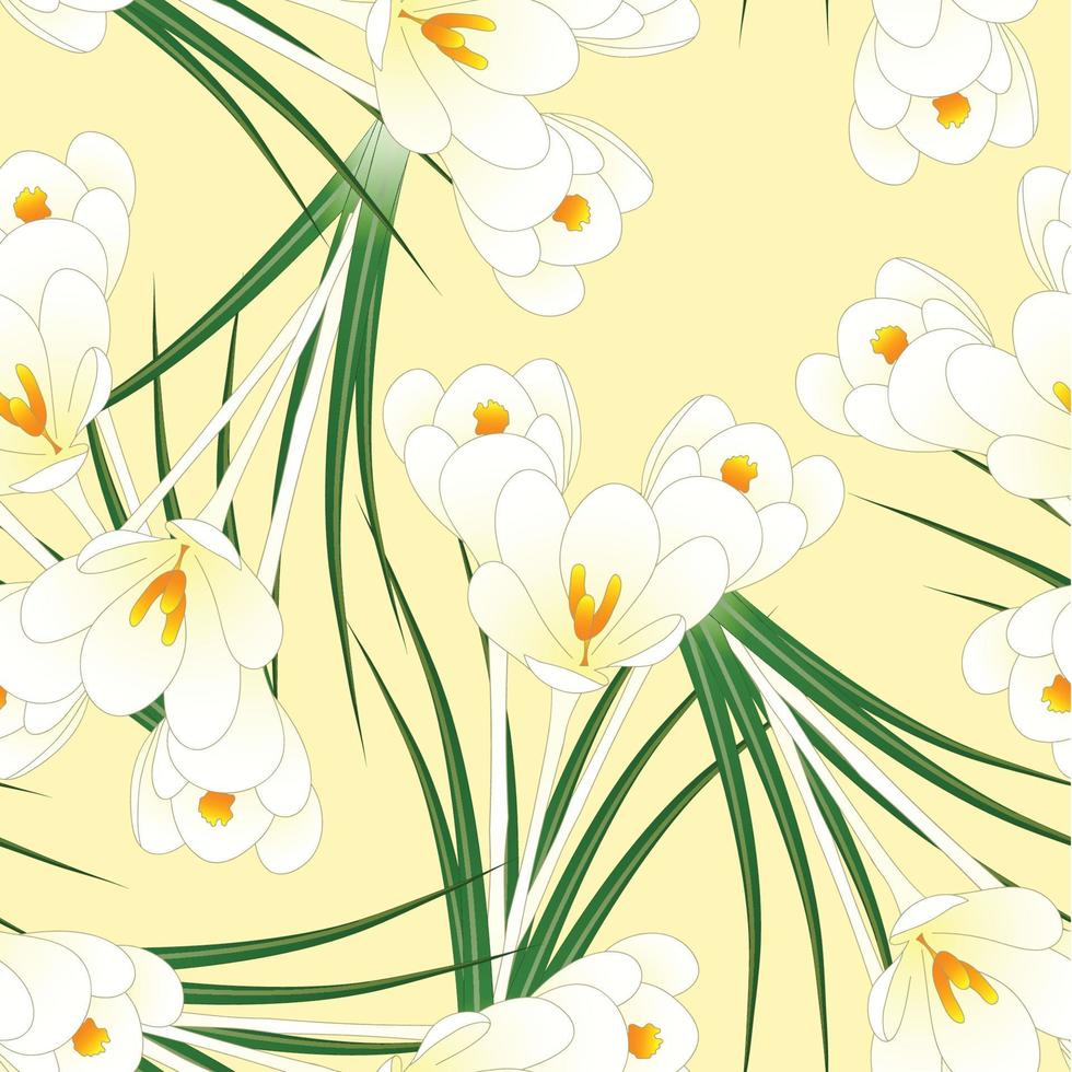 White Crocus Flower on Beige Ivory Background vector