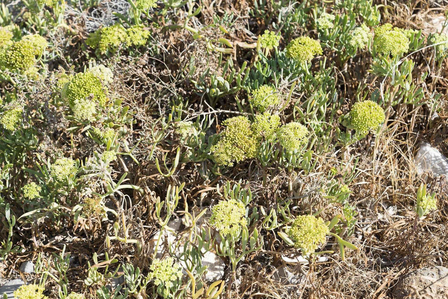 los brotes verdes de las plántulas emergen del suelo. enfoque selectivo 1. foto