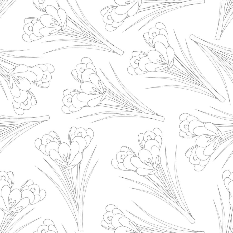 White Crocus Outline on White Background vector