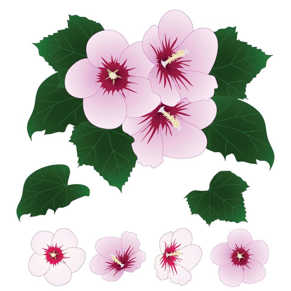 Hibiscus syriacus - Rose of Sharon. Vector Illustration. isolated on White Background