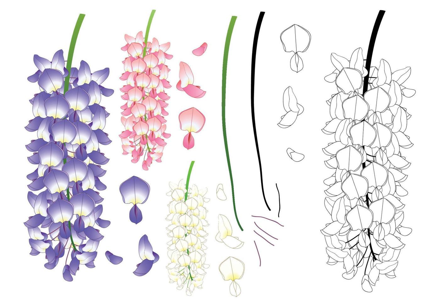 Violet Blue Pink and White Wisteria Outline vector