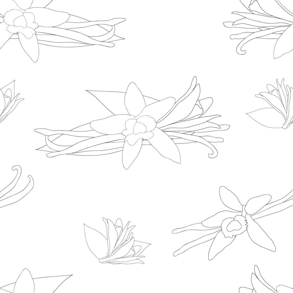 Vanilla Planifolia Flower on White Background vector