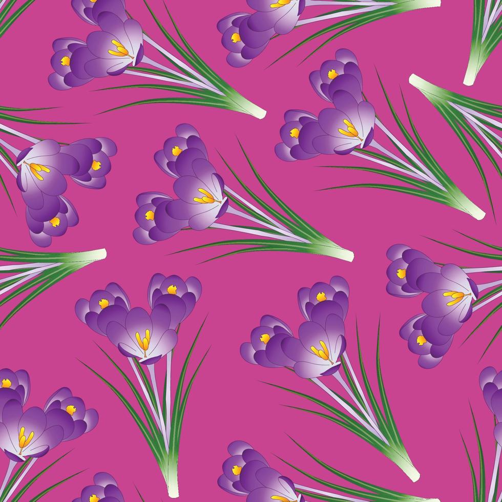 Purple Crocus Flower on Pink Background vector