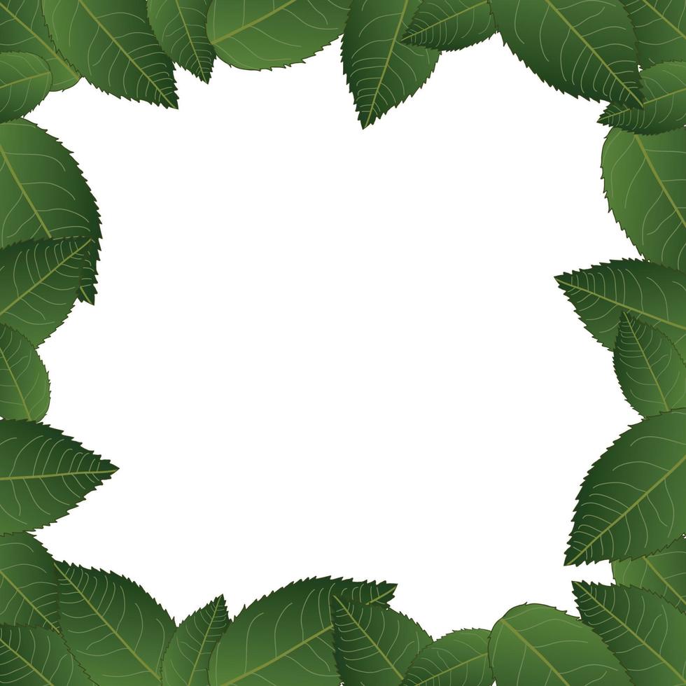 Camellia Leaves Frame Border vector