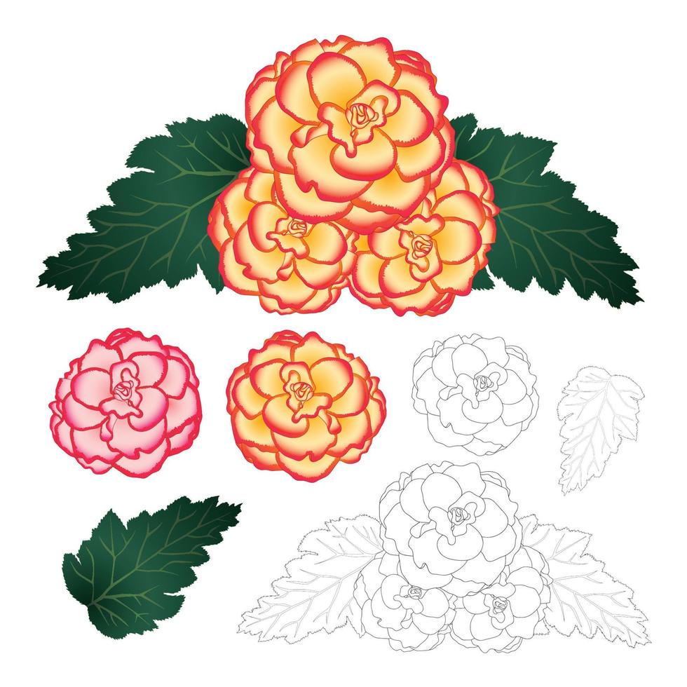 flor de begonia, picotee sunburst y primer amor con contorno vector