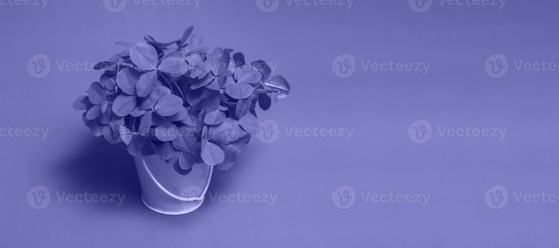 The tinted still life in trendy colors is very peri. bouquet of clovers in yellow bucket close up, copy space photo